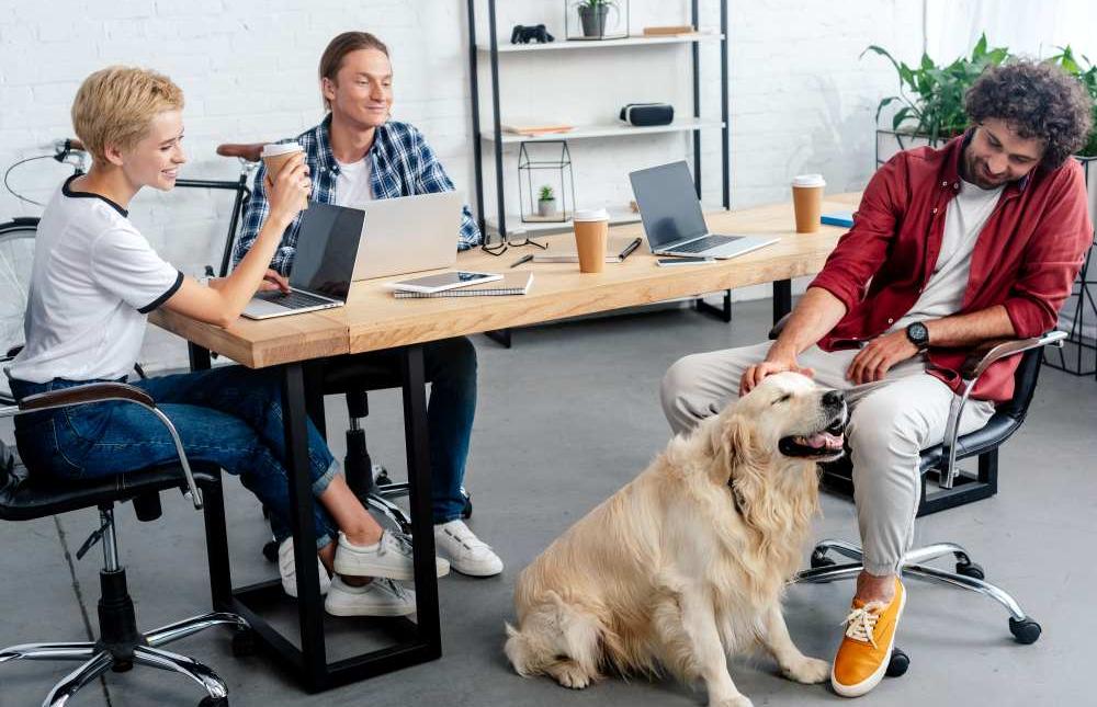 oficina pet friendly